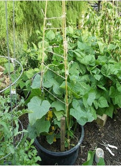 GGOOT 10 Mini Cucumber Seeds UK Snack Gherkin High Yield Hanging Outdoor Anulka F1  - Image 5
