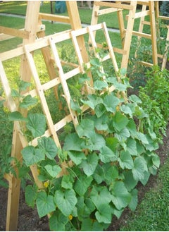 GGOOT 10 Mini Cucumber Seeds UK Snack Gherkin High Yield Hanging Outdoor Anulka F1  - Image 4