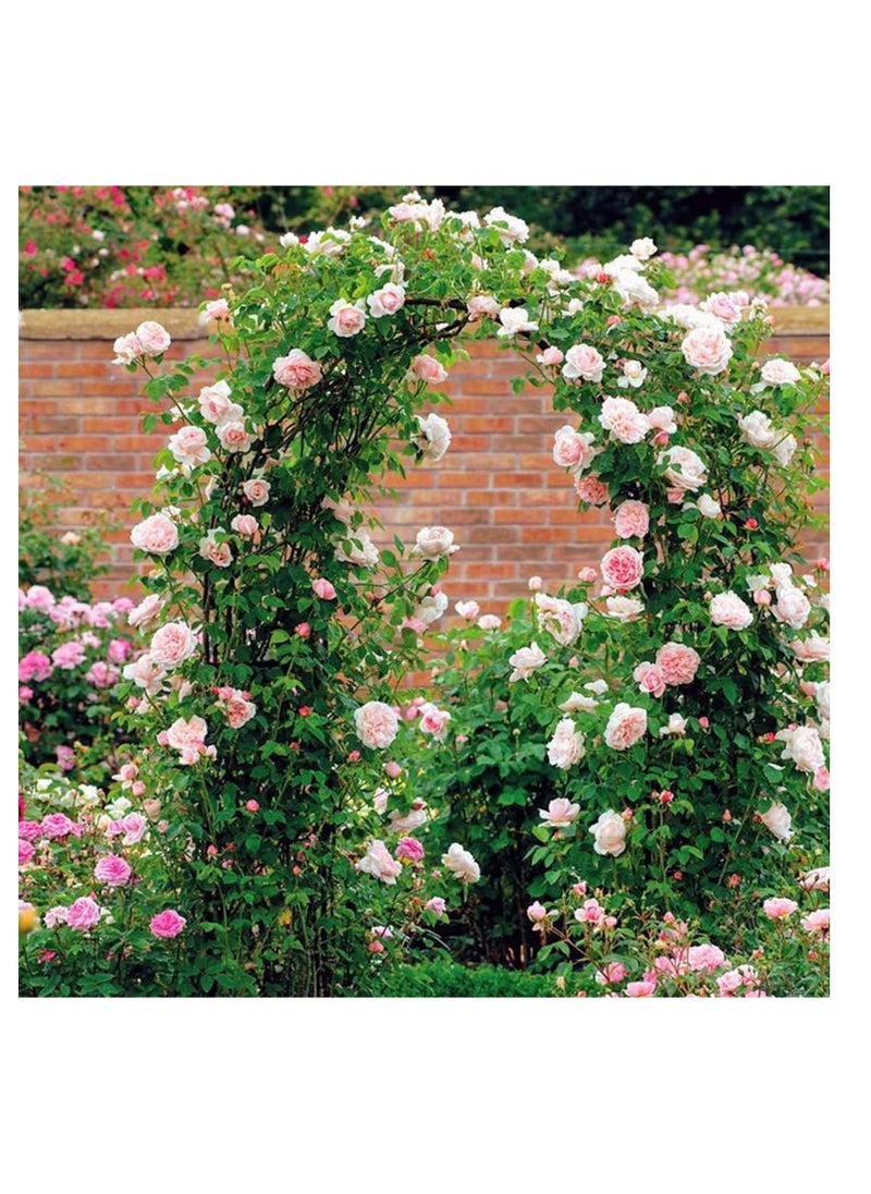 Garden Arch Trellis Dark Green Iron Arbor Courtyard Arbor Trellis for Various Climbing Plants Rose Outdoor Archway Wedding Ceremony Party