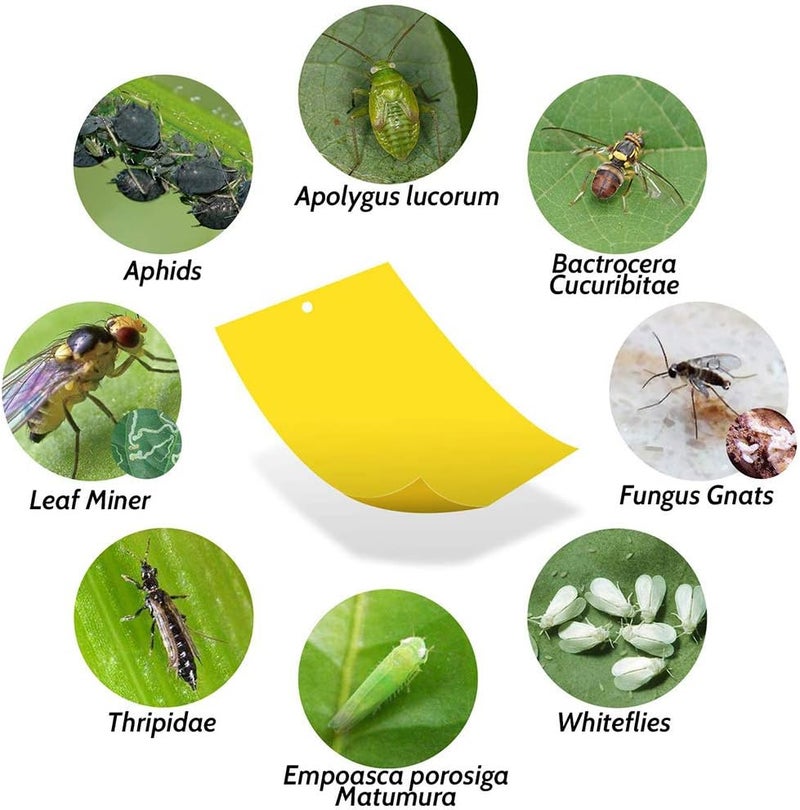 Kensizer 20-Pack Fruit Fly Trap, Yellow Sticky Gnat Traps Killer for Indoor/Outdoor Flying Plant Insect Like Fungus Gnats, Whiteflies, Aphids, Leaf Miners - 6x8 in, Twist Ties Included - Image 5