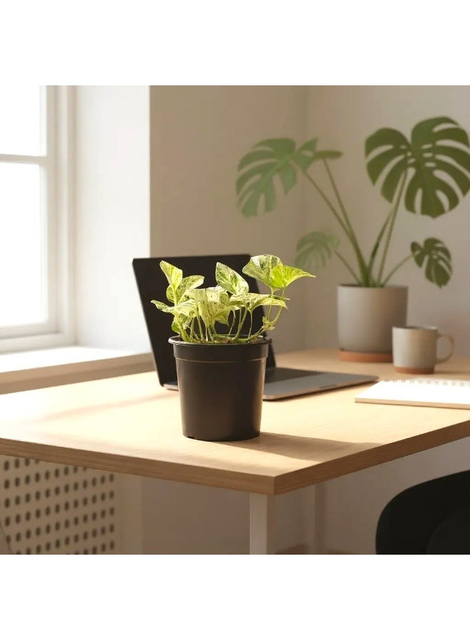 Marble Queen Money Plant – Live Indoor Plant