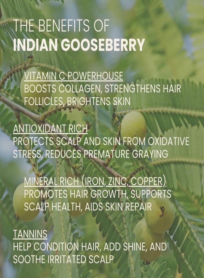Ahimsa Gentle Daily Shampoo | Sulfate & Paraben Free Vegan Natural Shampoo for Dry, Curly & Color Treated Hair | Cruelty Free, Apple & Oat Amino Acids - Image 4