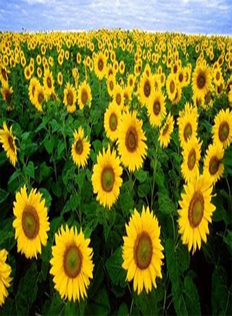GGOOT Big Smile - 35 Seeds - Dwarf Sunflower - Helianthus annuus Yellow - Gold - Image 1