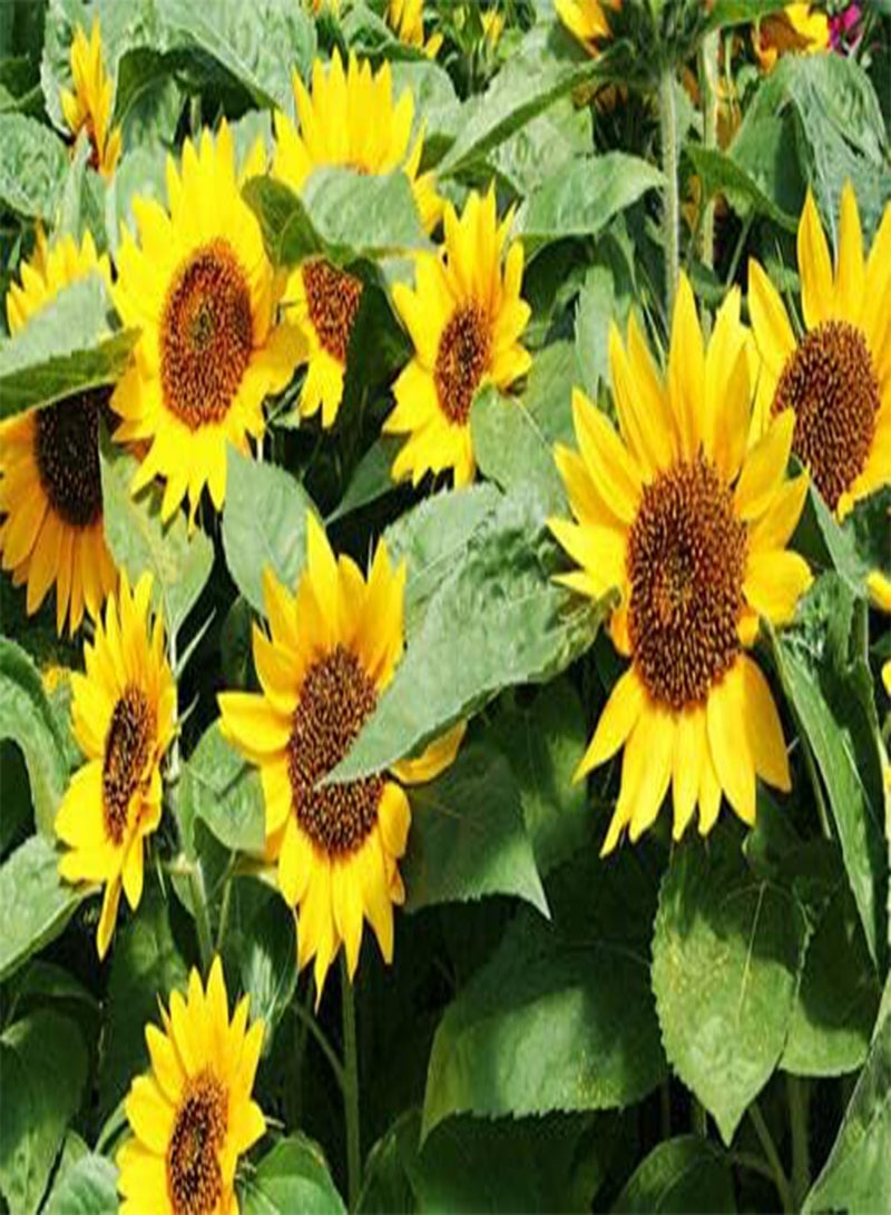 GGOOT Big Smile - 35 Seeds - Dwarf Sunflower - Helianthus annuus Yellow - Gold - Image 2