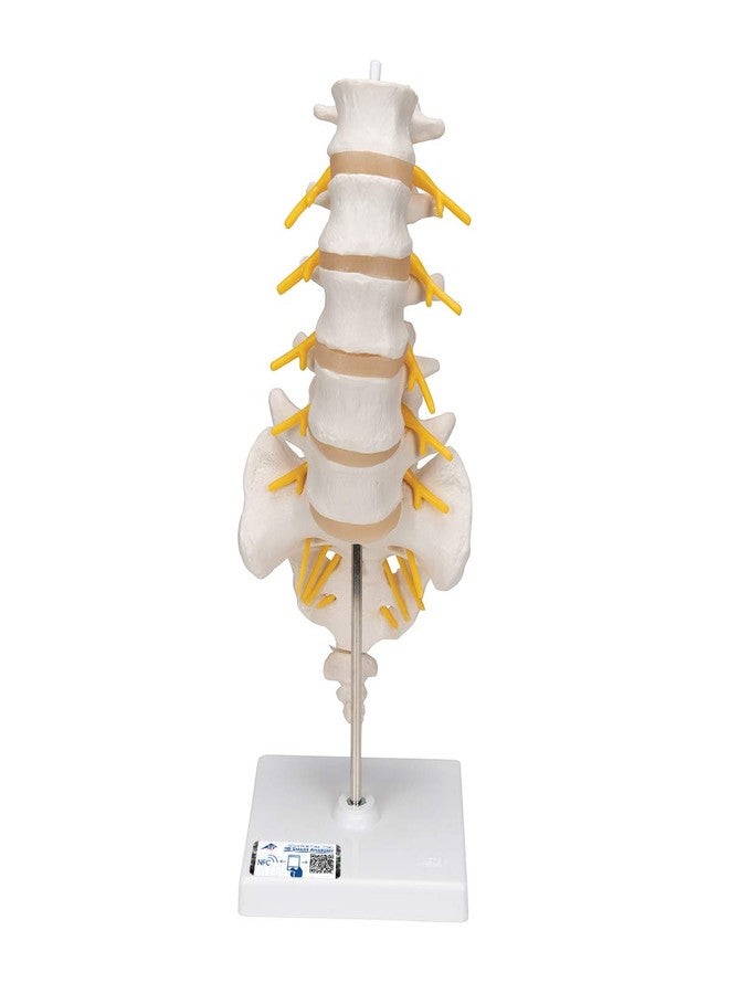 3B Scientific Fabrication A74 3B Scientific 12-4541 Anatomical Model Lumbar Spinal Column - Image 1