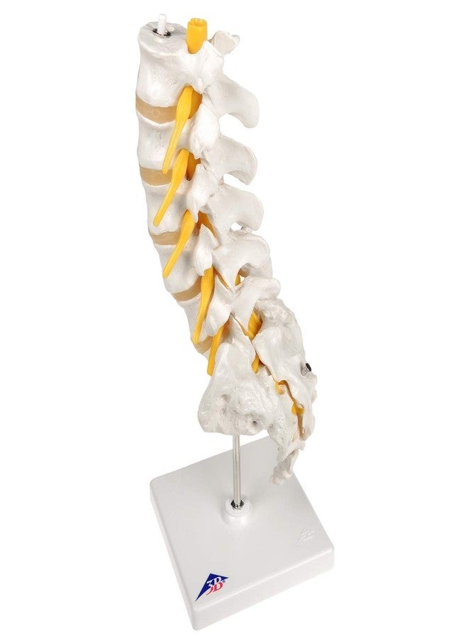 3B Scientific Fabrication A74 3B Scientific 12-4541 Anatomical Model Lumbar Spinal Column - Image 3