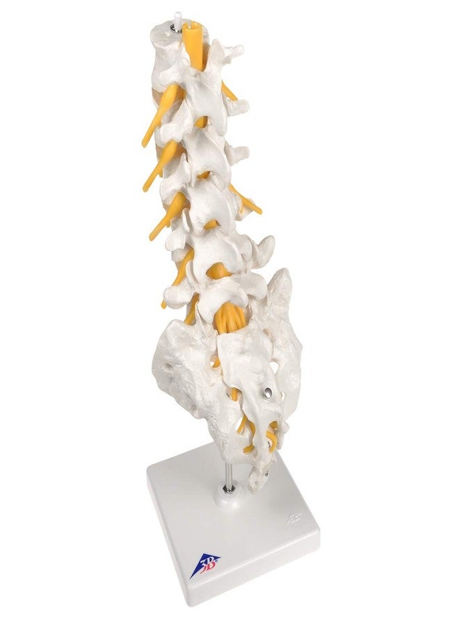 3B Scientific Fabrication A74 3B Scientific 12-4541 Anatomical Model Lumbar Spinal Column - Image 4
