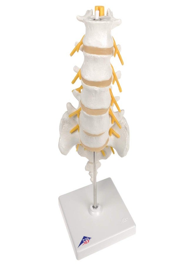 3B Scientific Fabrication A74 3B Scientific 12-4541 Anatomical Model Lumbar Spinal Column - Image 2