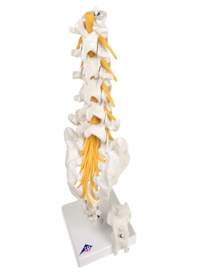 3B Scientific Fabrication A74 3B Scientific 12-4541 Anatomical Model Lumbar Spinal Column - Image 5