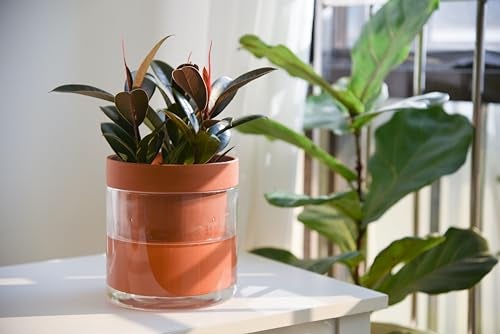 Phoenix Vine 6 Inch Self Watering Planter Pot, Terracotta Clay Pot with Glass Reservoir for Indoor Plants, Herbs, Flowers, Set of 1, 52-A-F-1 - Image 5