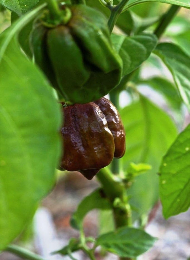 GGOOT 50 Jamaican Scotch Bonnet Pepper Seed (Chocolate Strain) Not Regular Habanero - Image 1