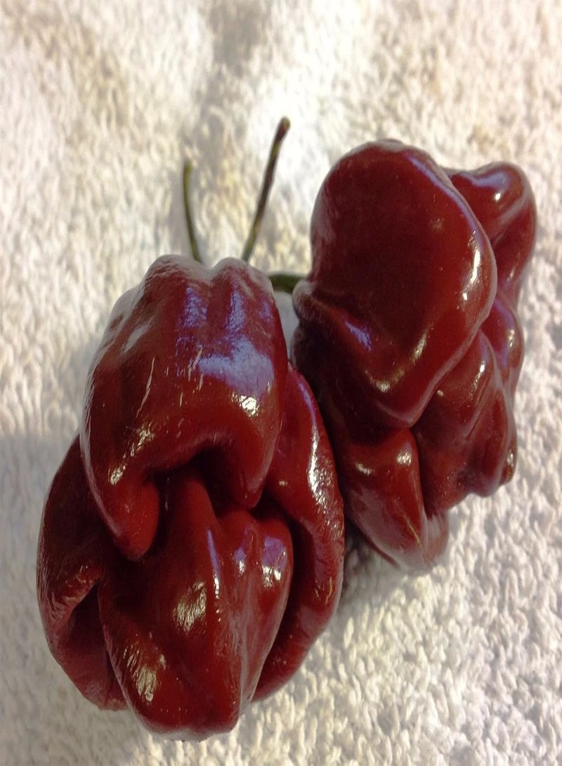 GGOOT 50 Jamaican Scotch Bonnet Pepper Seed (Chocolate Strain) Not Regular Habanero - Image 2