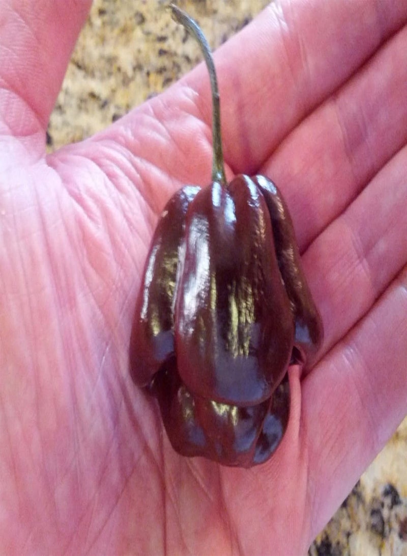 GGOOT 50 Jamaican Scotch Bonnet Pepper Seed (Chocolate Strain) Not Regular Habanero - Image 3
