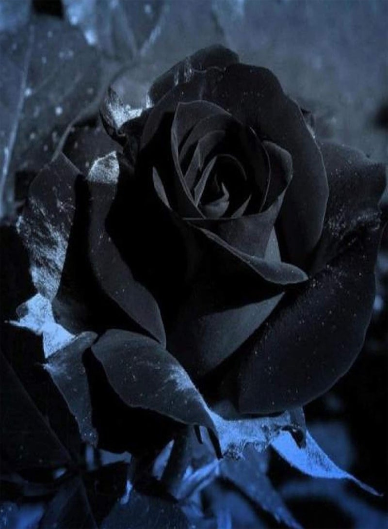 GGOOT Black Rose Seeds 200Pcs Flower Seeds for Planting Plant Seeds Black Roses Seeds Plant Seeds for Garden Decor Black - Image 1