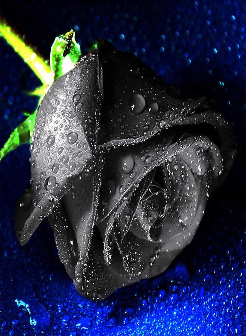 GGOOT Black Rose Seeds 200Pcs Flower Seeds for Planting Plant Seeds Black Roses Seeds Plant Seeds for Garden Decor Black - Image 4
