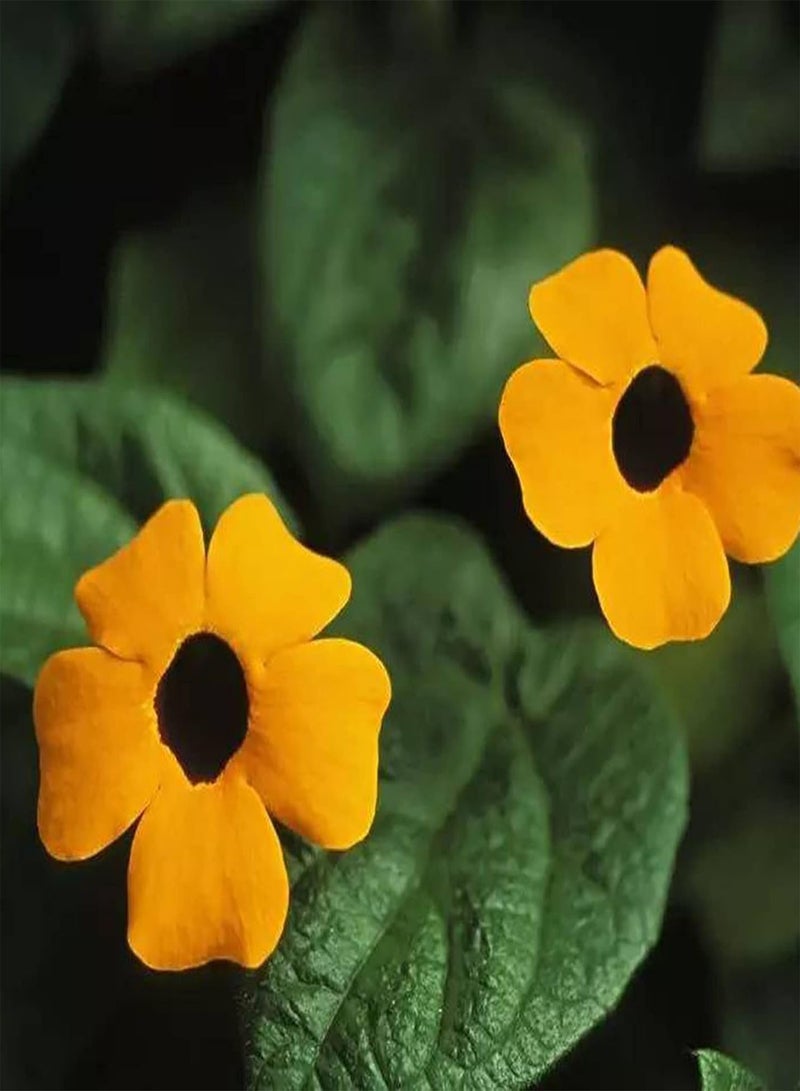 جي جوت 50 قطعة من بذور ثونبيرجيا ألاتا، معدل إنبات مرتفع، شجيرة معمرة متسلقة، أزهار معلقة للحديقة والمنزل والديكور الداخلي والخارجي - Image 1