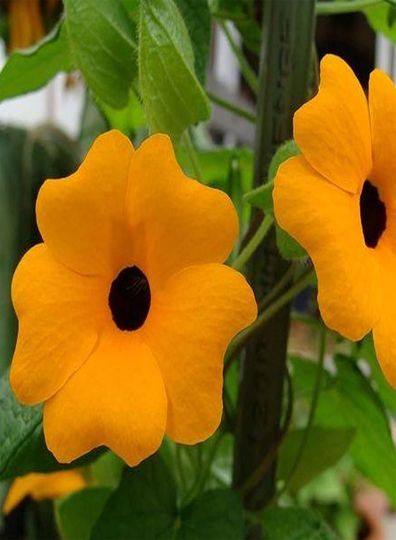 جي جوت 50 قطعة من بذور ثونبيرجيا ألاتا، معدل إنبات مرتفع، شجيرة معمرة متسلقة، أزهار معلقة للحديقة والمنزل والديكور الداخلي والخارجي - Image 4