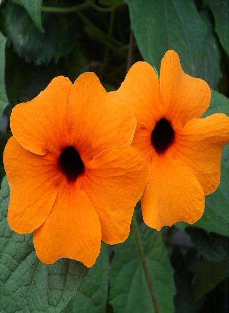 جي جوت 50 قطعة من بذور ثونبيرجيا ألاتا، معدل إنبات مرتفع، شجيرة معمرة متسلقة، أزهار معلقة للحديقة والمنزل والديكور الداخلي والخارجي - Image 2