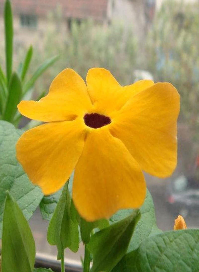 جي جوت 50 قطعة من بذور ثونبيرجيا ألاتا، معدل إنبات مرتفع، شجيرة معمرة متسلقة، أزهار معلقة للحديقة والمنزل والديكور الداخلي والخارجي - Image 3