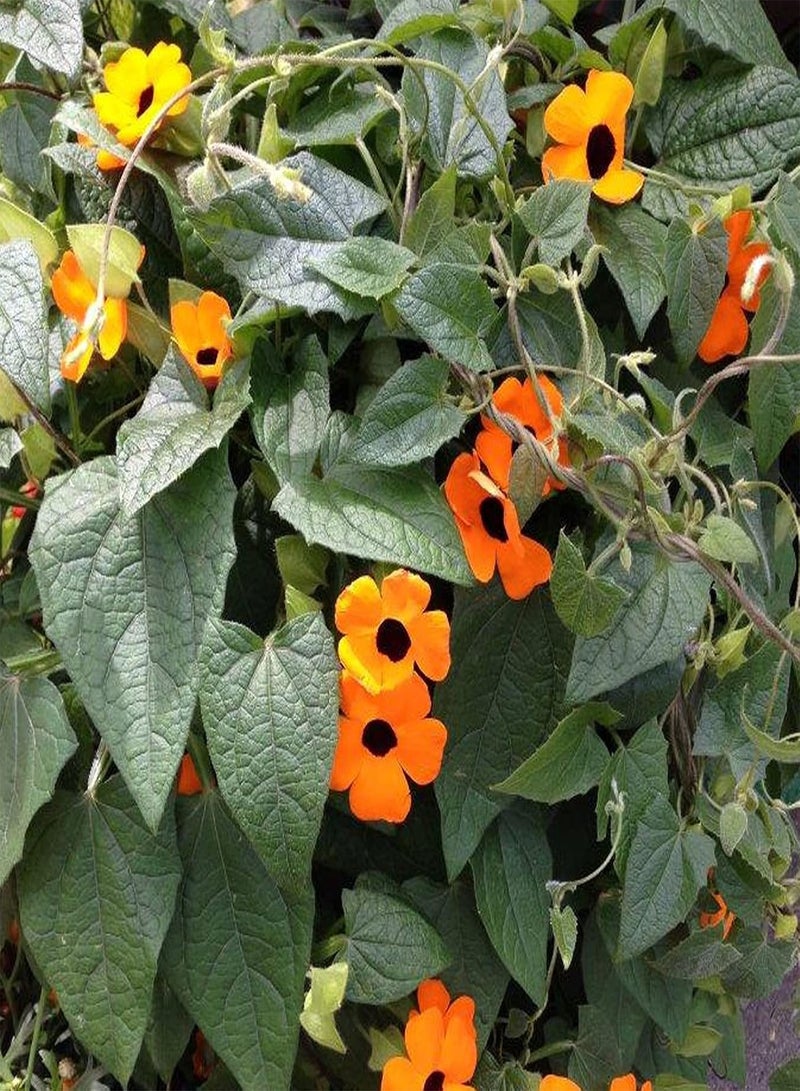 جي جوت 50 قطعة من بذور ثونبيرجيا ألاتا، معدل إنبات مرتفع، شجيرة معمرة متسلقة، أزهار معلقة للحديقة والمنزل والديكور الداخلي والخارجي - Image 5