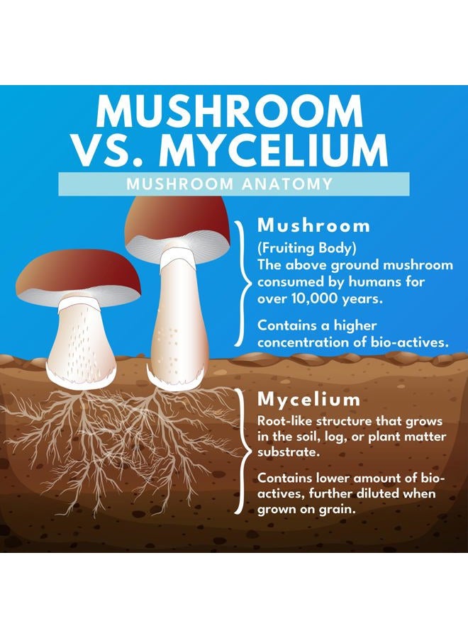 Bold Botanica Reishi Mushroom Capsules - 100% Fruiting Body - Concentrated Organic Reishi Extract for Immune Support & Core Wellness - No Mycelia & No Grain - 60 Vegan Capsules - Image 4