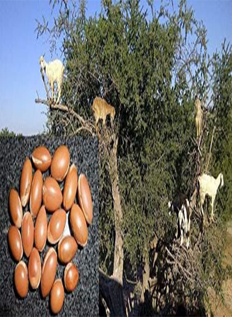جي جوت 15: بذور أرغانيا سبينوزا الطازجة، زيت الأرغان، بذور الأرغان، شجرة الأرغان، الحصاد 09/18