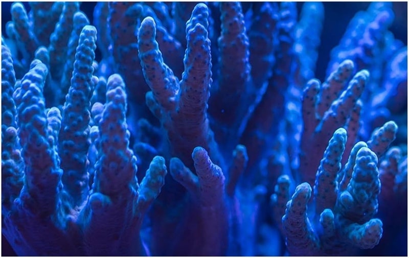Fish Tank Background Aquarium Background 3D Blue Coral Decorates Ocean Wallpaper Fish Tank Reptile Habitat Decorations(50x100cm 20x39in) - Image 1