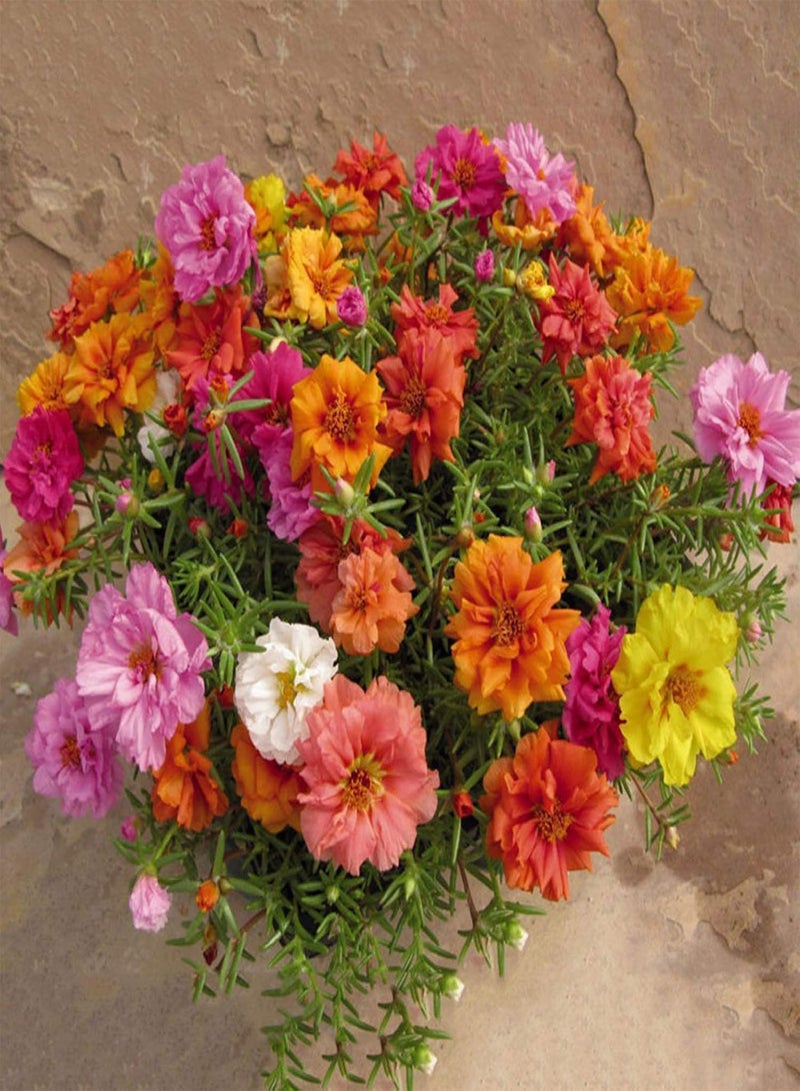 جي جوت نباتات زهور الحديقة الخضراء - 100 قطعة من بذور الزهور الطازجة من نبات الورد الطحلبي، مزيج مزدوج من نبات بورتولاكا جرانديفلورا للحدائق - Image 2