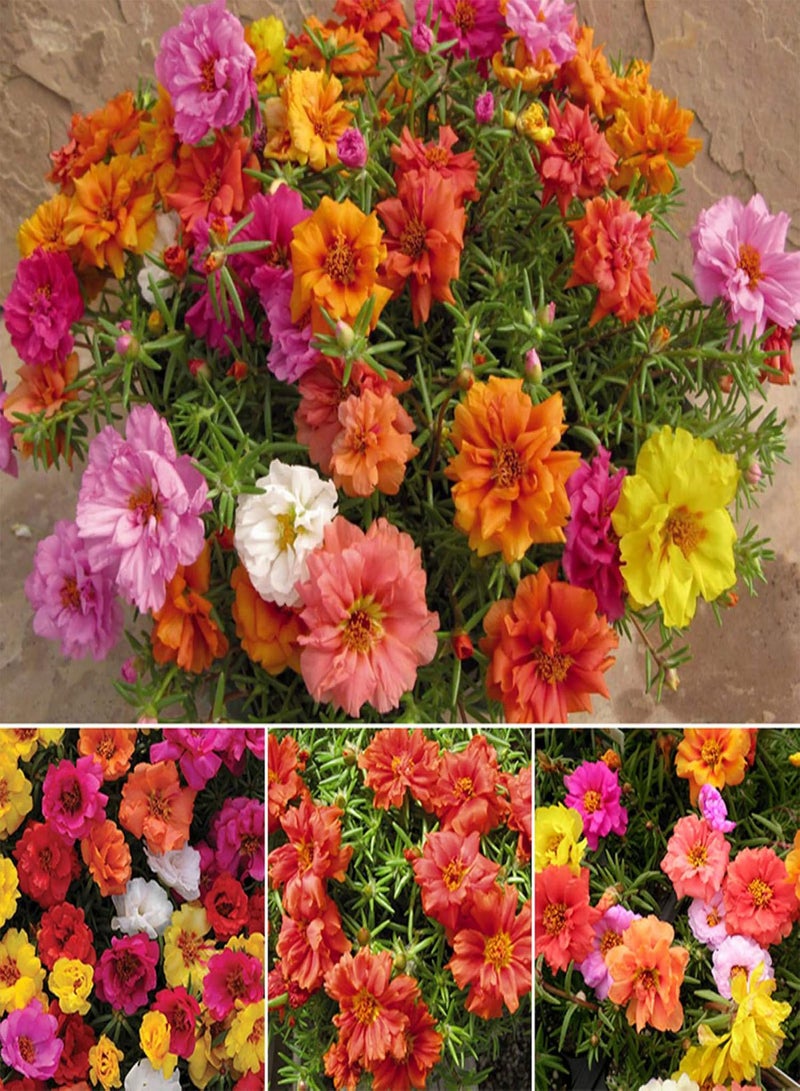 جي جوت نباتات زهور الحديقة الخضراء - 100 قطعة من بذور الزهور الطازجة من نبات الورد الطحلبي، مزيج مزدوج من نبات بورتولاكا جرانديفلورا للحدائق - Image 5