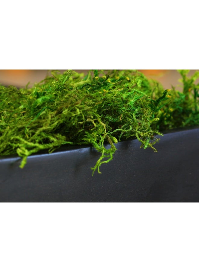 SuperMoss (25322) Forest Moss Preserved, Fresh Green, 8oz - Image 3
