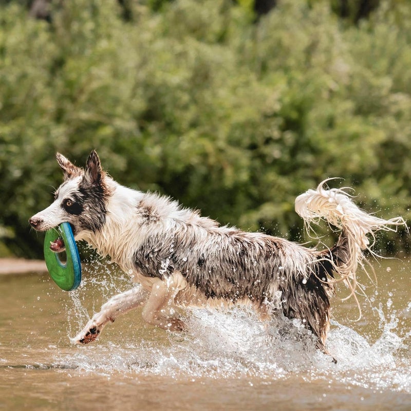 Chuckit! Zipflight Frisbee Dog Toy - Medium Floating Fetch Toy for Dogs - Image 3