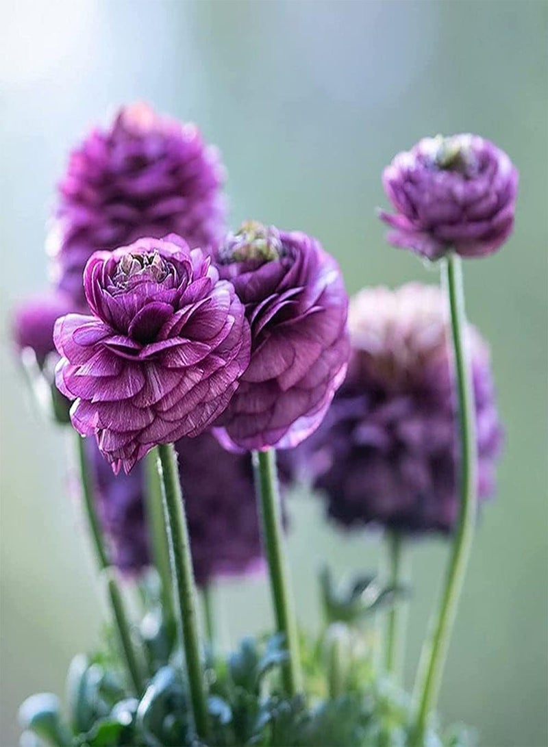 جي جوت 6 قطع من بذور نبات الحوذان التراثية للزراعة في الحدائق الخارجية، سهلة الزراعة، نمو مستقيم، أزهار الحوذان الأرجوانية لها قيمة زخرفية - Image 1