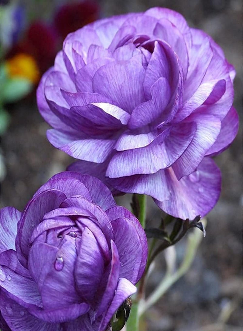 جي جوت 6 قطع من بذور نبات الحوذان التراثية للزراعة في الحدائق الخارجية، سهلة الزراعة، نمو مستقيم، أزهار الحوذان الأرجوانية لها قيمة زخرفية - Image 2