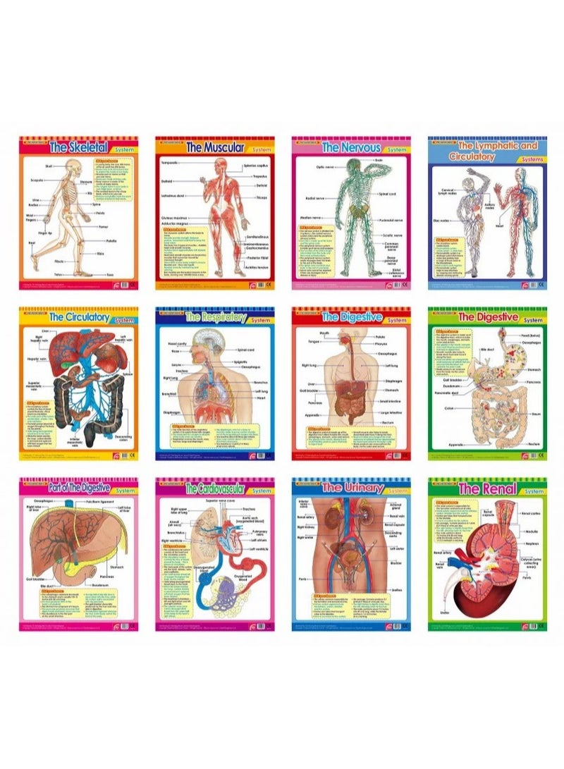 Educational Human Body Charts – Teach Kids Human Organs & Body Systems  - Image 1