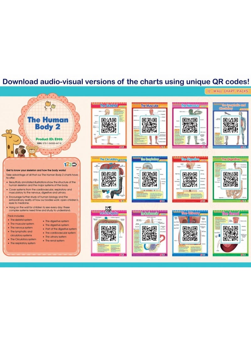 Educational Human Body Charts – Teach Kids Human Organs & Body Systems  - Image 2