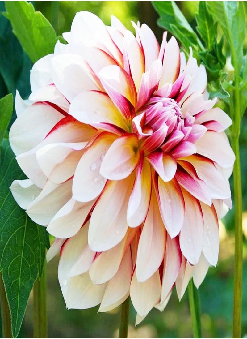 GGOOT - Can be Planted All Year Round/Extraordinary Flowers/Long Flowering Period/Dahlia Seeds/Perennial plants-90 PCS,d - Image 1