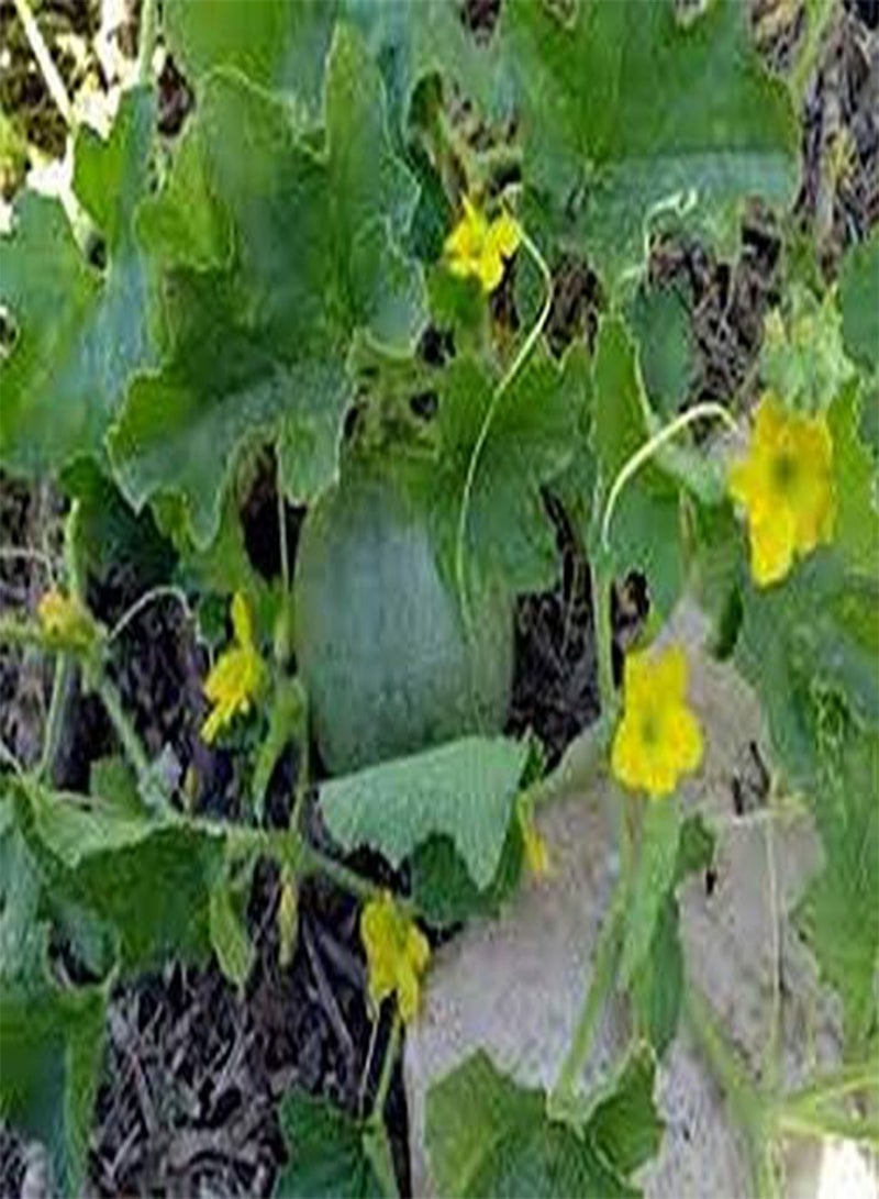 جي جوت شمام - قلب من ذهب - 25 بذرة - Image 2