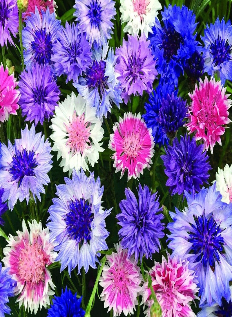 GGOOT Cornflower Frosty Mixed - Centaurea Cyanus Flower Seeds, Tall Double-Flowered Multi-Coloured Flowers Home Garden Planting by Heavy Torch, 1800 Seeds