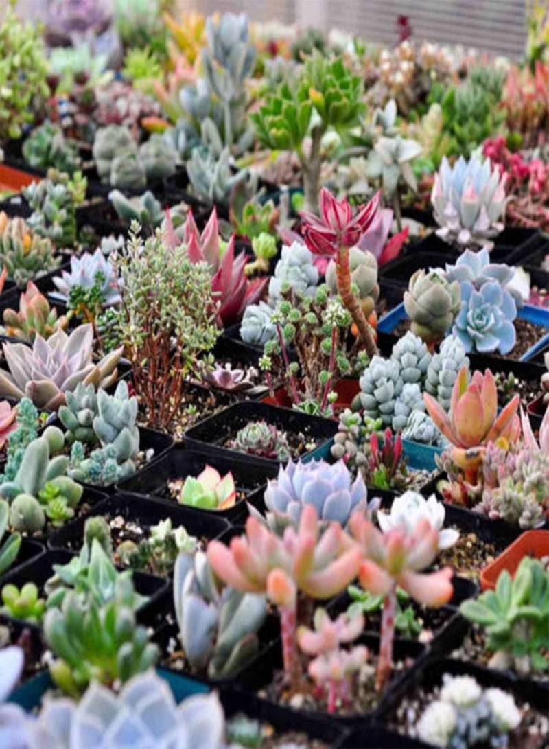 GGOOT Green Plants,100Pcs Mixed Rare Plant Exotic Garden Lithops Succulent Seeds Potted Decoration - Image 3