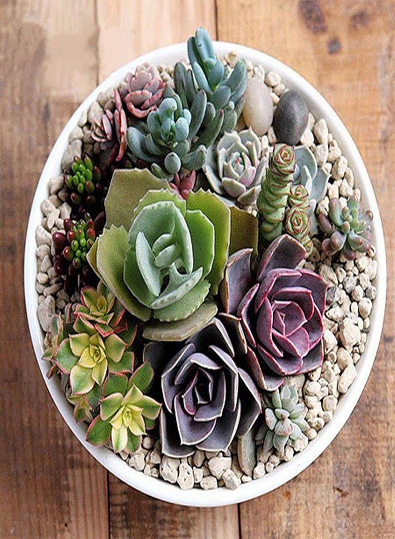 GGOOT Green Plants,100Pcs Mixed Rare Plant Exotic Garden Lithops Succulent Seeds Potted Decoration - Image 1