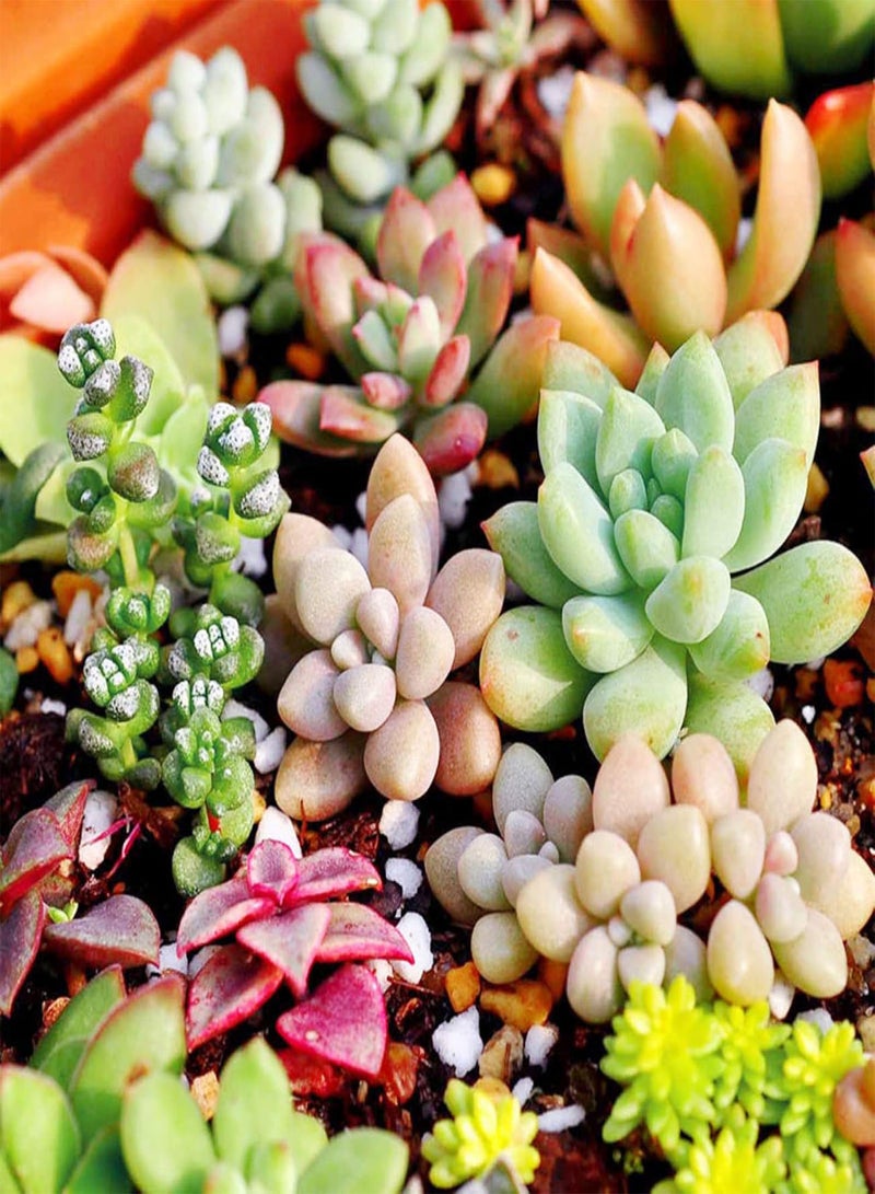 GGOOT Green Plants,100Pcs Mixed Rare Plant Exotic Garden Lithops Succulent Seeds Potted Decoration - Image 4