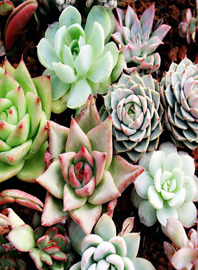 GGOOT Green Plants,100Pcs Mixed Rare Plant Exotic Garden Lithops Succulent Seeds Potted Decoration - Image 5