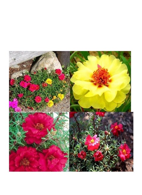 3Pack Heronsbill Flower Planting Seeds Grow Flowers At Home NON GMO Flower Seeds With 98% Cleaness, 95% Purity, 85% Germination Rate 10g