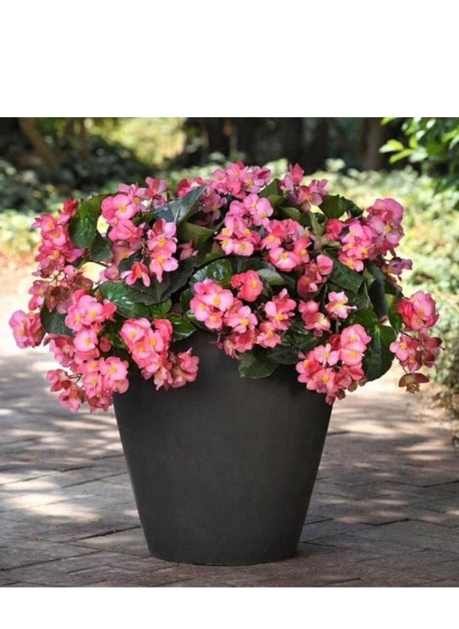 3Pack Heronsbill Flower Planting Seeds Grow Flowers At Home NON GMO Flower Seeds With 98% Cleaness, 95% Purity, 85% Germination Rate 10g
