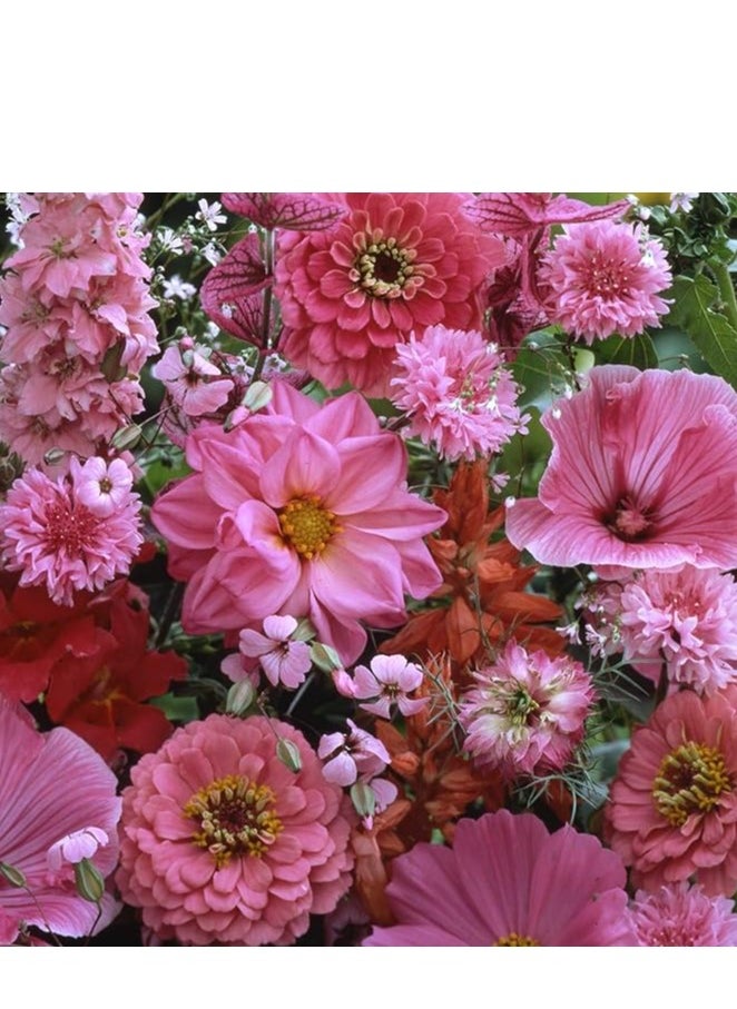 3Pack Heronsbill Flower Planting Seeds Grow Flowers At Home NON GMO Flower Seeds With 98% Cleaness, 95% Purity, 85% Germination Rate 10g