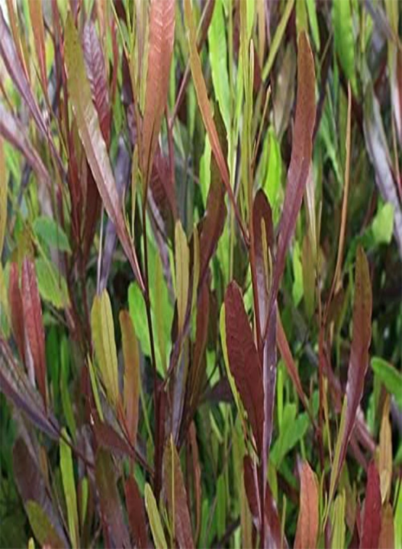 جي جوت شجيرة القفزات الأرجوانية Dodonaea Viscosa Purpurea 20+ بذرة - Image 2