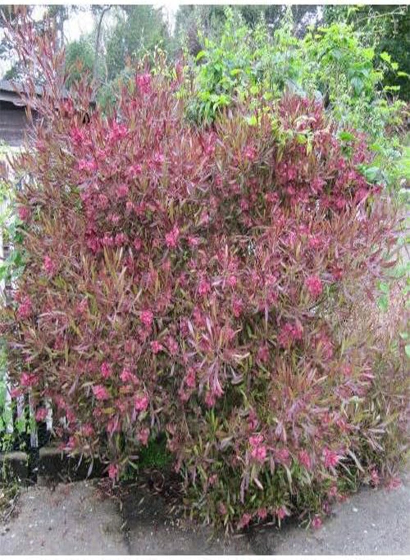 جي جوت شجيرة القفزات الأرجوانية Dodonaea Viscosa Purpurea 20+ بذرة - Image 1