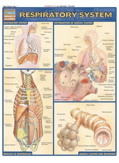 QuickStudy Respiratory System  - Image 1