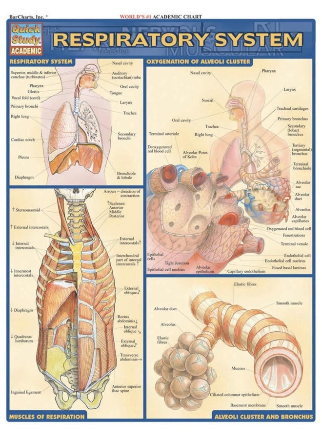 null - QuickStudy Respiratory System - Image 1