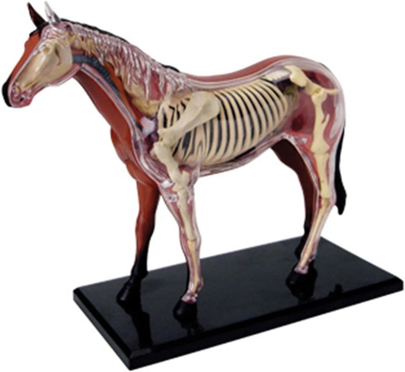Realistic Horse Organ Anatomy Model for Study and Medical Teaching, Horse Anatomy Model for Medical Teaching Toy Study Aid - Image 1